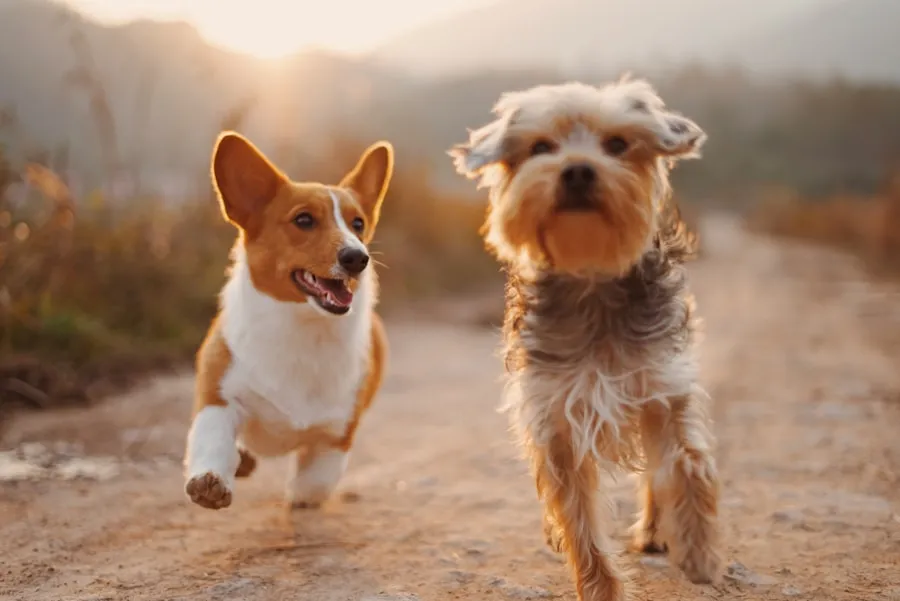 El equipo de Hogar Perruno Cuidadores de Hogar Perruno con un perro en un ambiente familiar