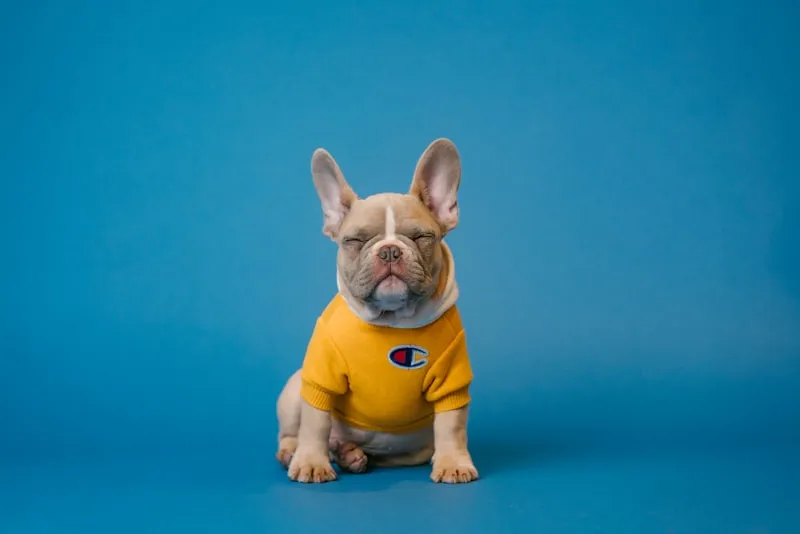Perro con juguetes de enriquecimiento mental